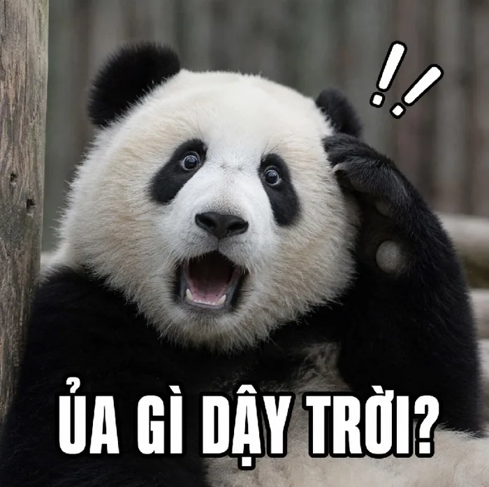 147+ Meme Gấu Trúc Bất Ngờ ngơ ngác cười banh nóc luôn