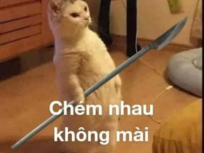 Meme mèo bựa: Tổng hợp bộ sưu tập meme mèo bựa siêu hài hước, cười ra nước  mắt