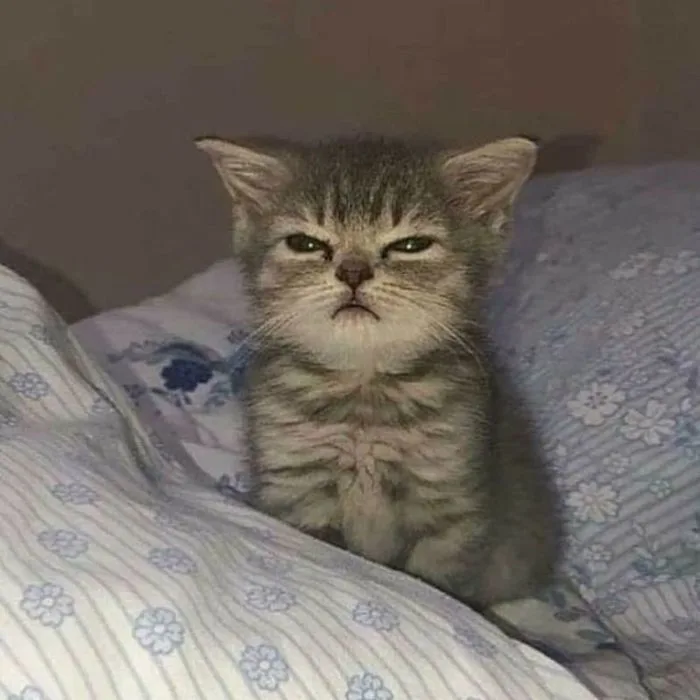Tổng hợp ảnh meme mèo bựa cười rớt quai hàm dành cho gen Z