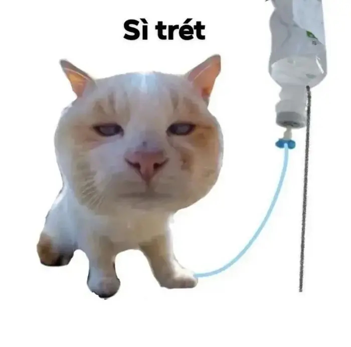 Ảnh meme bựa cực chất dành riêng để bình luận troll bạn bè