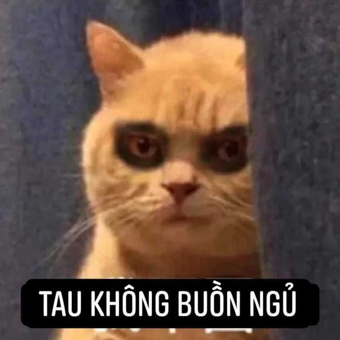 100.000+ Ảnh Buồn Ngủ 🥱💤, Ảnh Meme Buồn Ngủ, Ngáp Ngủ Hài Hước