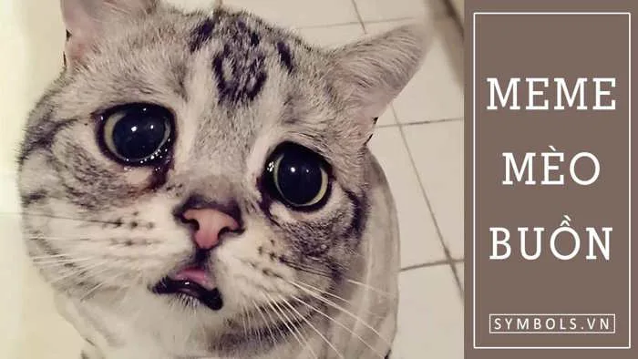 Meme Mèo Buồn Cute Nhất [40+ Ảnh Hài Hước, Đáng Yêu]