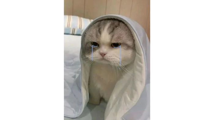 Bộ sưu tập meme mèo buồn đáng yêu khiến bạn không thể rời mắt