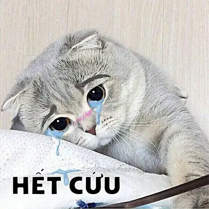 36 ảnh Meme Chịu Thua, Chịu Rồi hài hước khi buông xuôi không giải quyết nổi