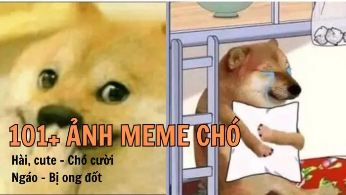 101+ ảnh Meme chó hài, cute - Chó cười, ngáo, bị ong đốt