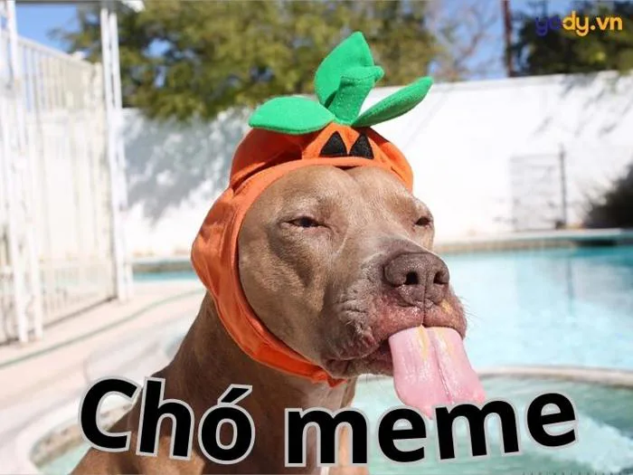Tuyển tập 99+ ảnh chó meme hài hước, CƯỜI ĐAU CẢ BỤNG | Yody