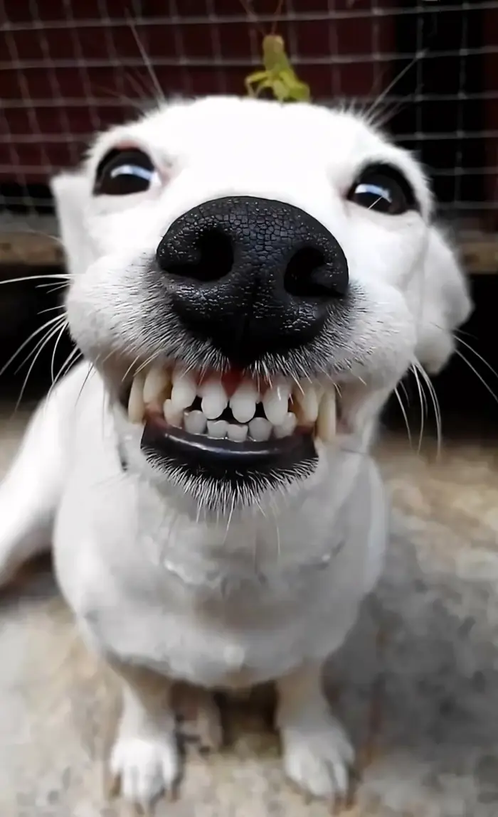 HÀI 99+] Ảnh Chó Meme Cười Đểu Ong Đốt Siêu Ngáo, Nhe Răng