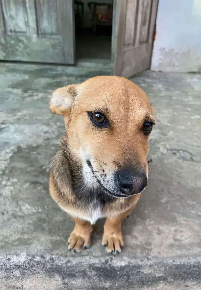 HÀI 99+] Ảnh Chó Meme Cười Đểu Ong Đốt Siêu Ngáo, Nhe Răng