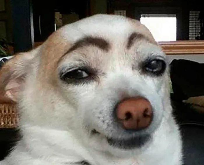 Bộ sưu tập meme chó đủ mọi thể loại siêu hài hước chắc chắn sẽ khiến bạn  cười bể bụng