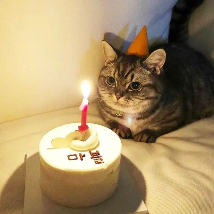 88+ Meme Chúc Mừng Sinh Nhật Tù Lầy Lội Gây Bão Mạng Xã Hội