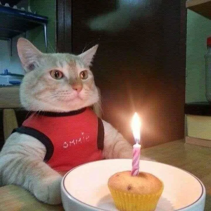 1001+ Meme Chúc Mừng Sinh Nhật VUI NHỘN HÀI HƯỚC | Yody