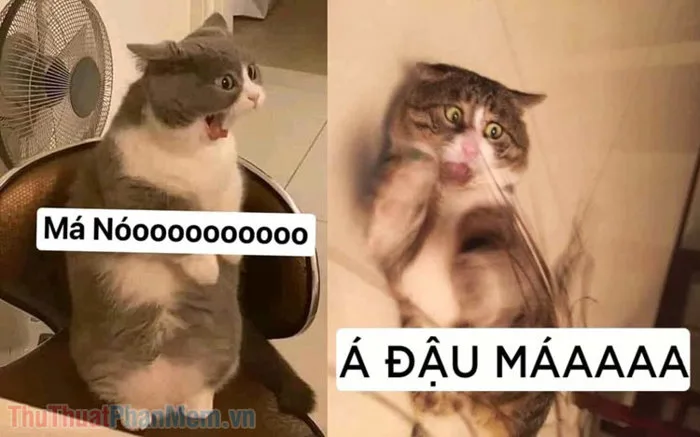 Tổng hợp meme chửi hài hước, bá đạo