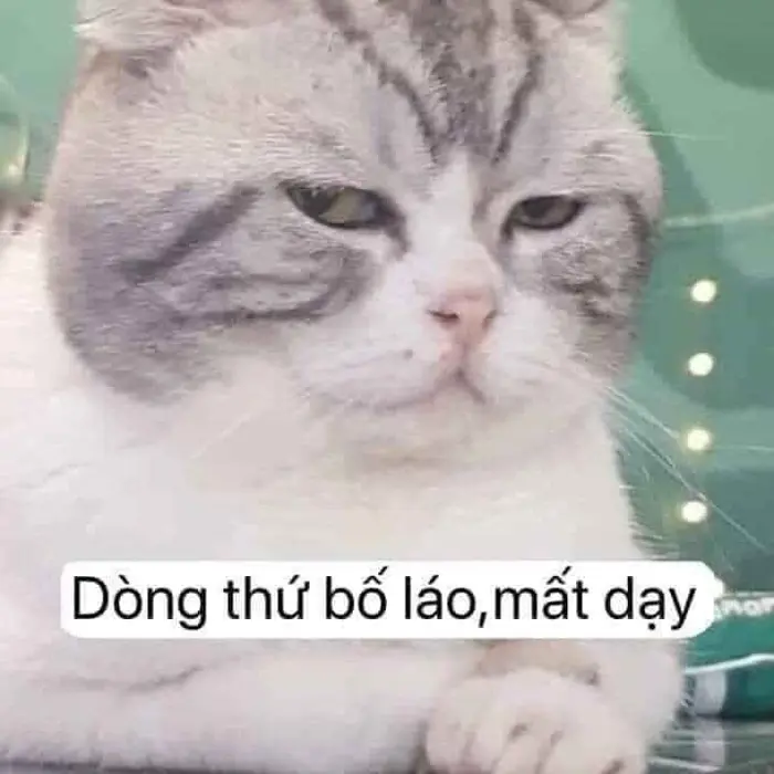 Khám phá bộ sưu tập ảnh meme chửi bá đạo đang gây bão mạng