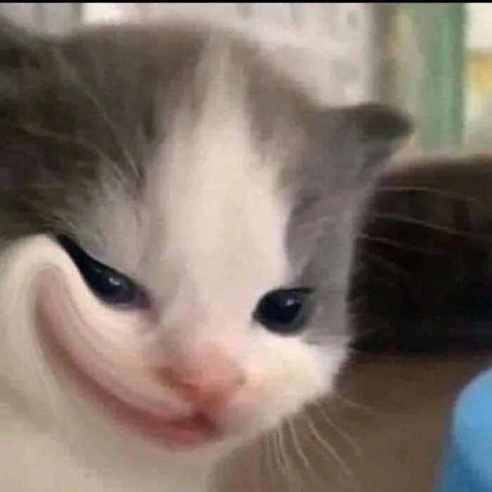 99+ meme mèo cười đểu, haha, nhếch mép, chỉ tay nham hiểm - JBAGY