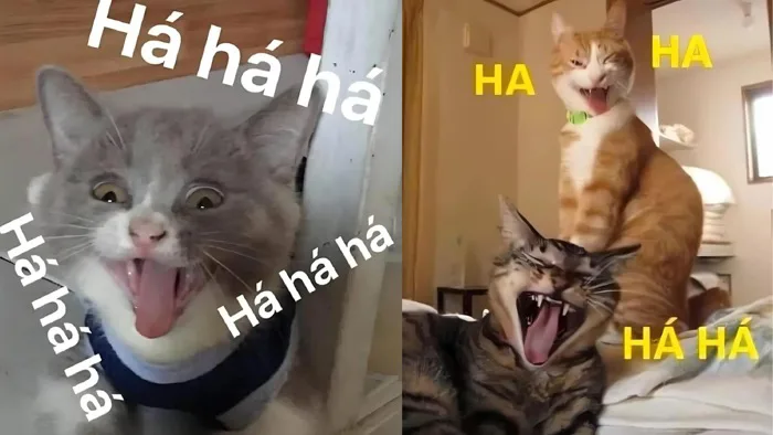 120+ ảnh meme mèo cười đểu, nhe răng, siêu bựa hài hước