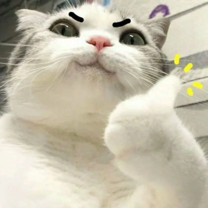 Ảnh meme mèo cười đểu, nhe răng, nhếch mép, hehe siêu hài
