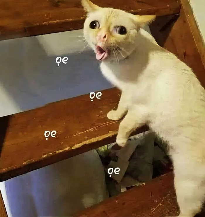 Tổng hợp 1001+ hình ảnh meme mèo cực đáng yêu cho các sen