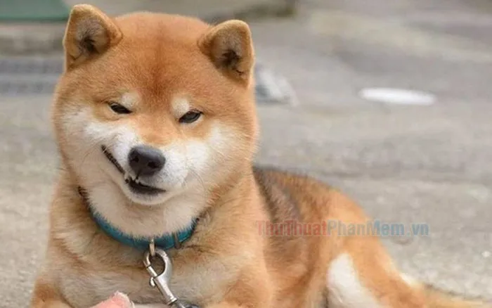 Tổng hợp những meme cười đểu hài hước nhất, mang đến tiếng cười sảng khoái