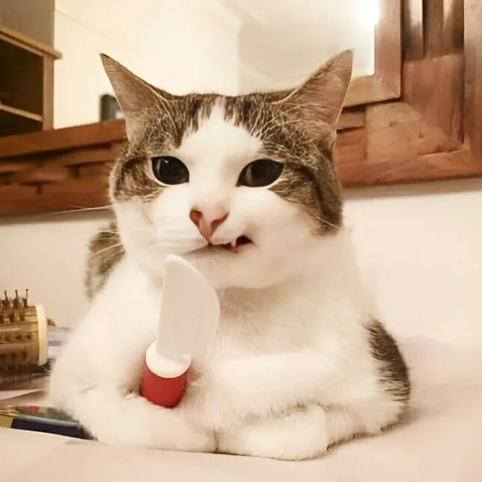 110+ ảnh meme cười đểu giả trân vô cùng hài hước