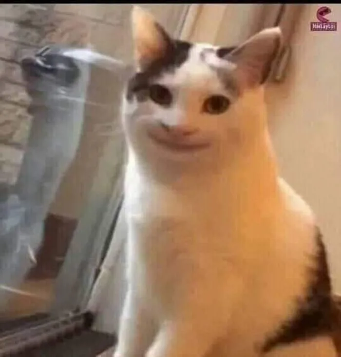 1001+ ảnh meme hài hước, độc đáo nhất 2026