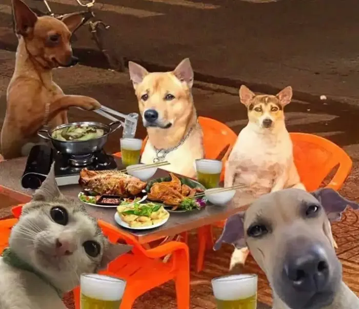 Tổng hợp ảnh meme dog hài hước khiến bạn cười không ngớt