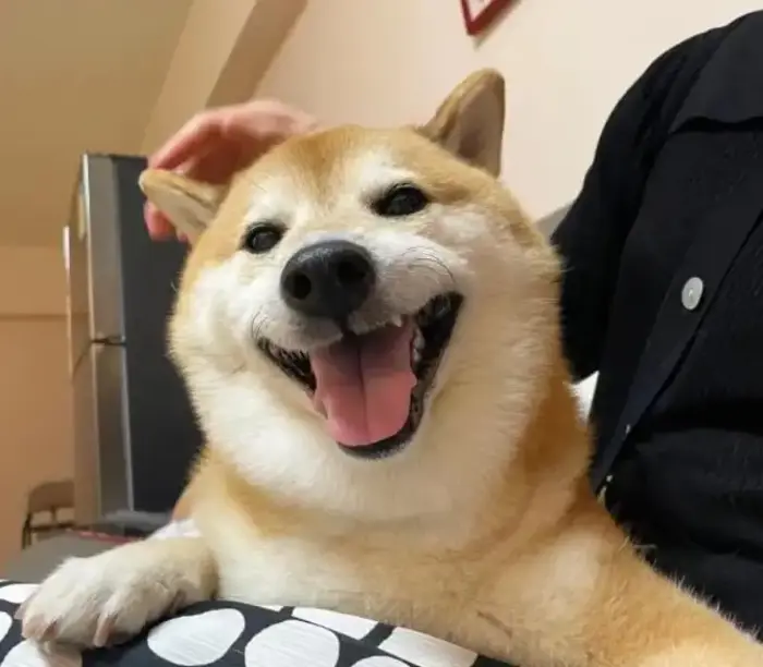 Tổng hợp ảnh meme dog hài hước khiến bạn cười không ngớt