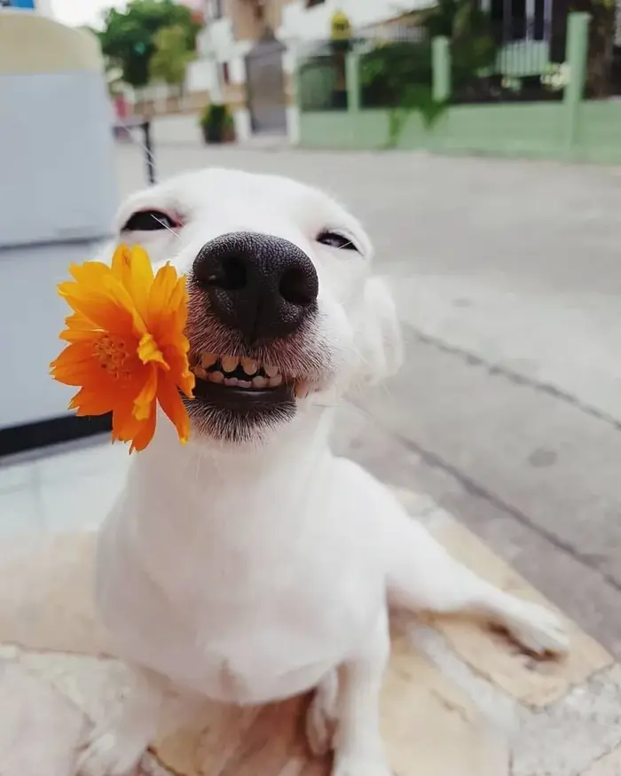 Top meme dog hài hước nhất khiến bạn cười không nhặt được mồm