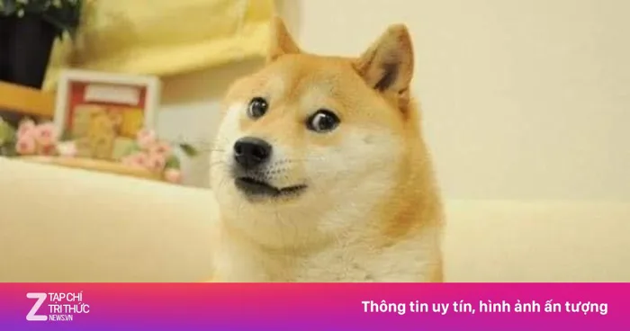 Cuộc sống giản dị của cô chó được chế ảnh nhiều nhất thế giới | Znews.vn