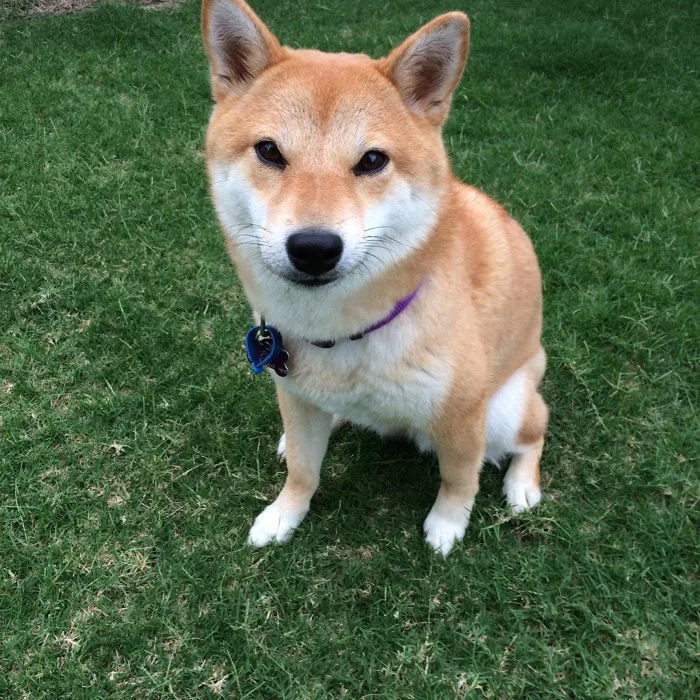 200+ Doge Meme & ảnh Meme miễn phí - Pixabay