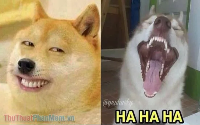 Tuyển tập những hình ảnh meme chó cười hài hước và đầy chất bá đạo, mang  đến tiếng cười sảng khoái
