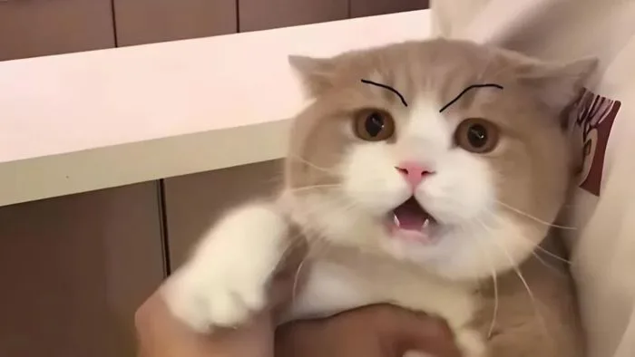 Tổng hợp 50+ ảnh meme dỗi cực dễ thương, hài hước