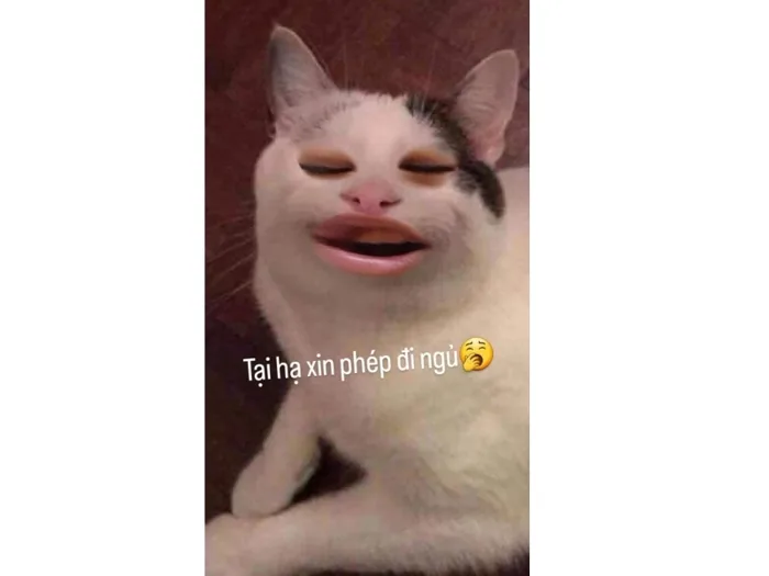 31+ ảnh meme hài hước, vui nhộn đang hot trend nhất hiện giờ