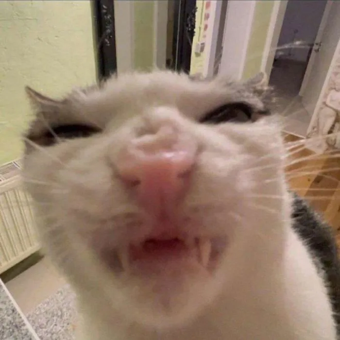 Tổng hợp ảnh meme mèo bựa cười rớt quai hàm dành cho gen Z