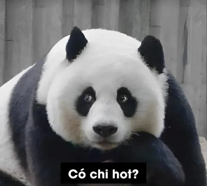 Khám phá bộ sưu tập meme gấu dễ thương và vui nhộn