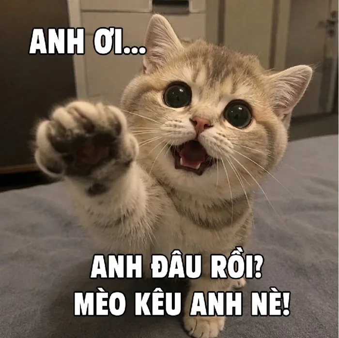 209+ meme mèo kêu anh ơi viral khắp MXH, cực nét, dí dỏm