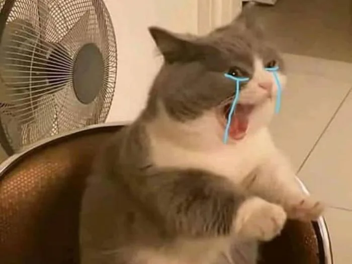 Top những bức ảnh meme mèo khóc hài hước, đáng yêu và độc đáo