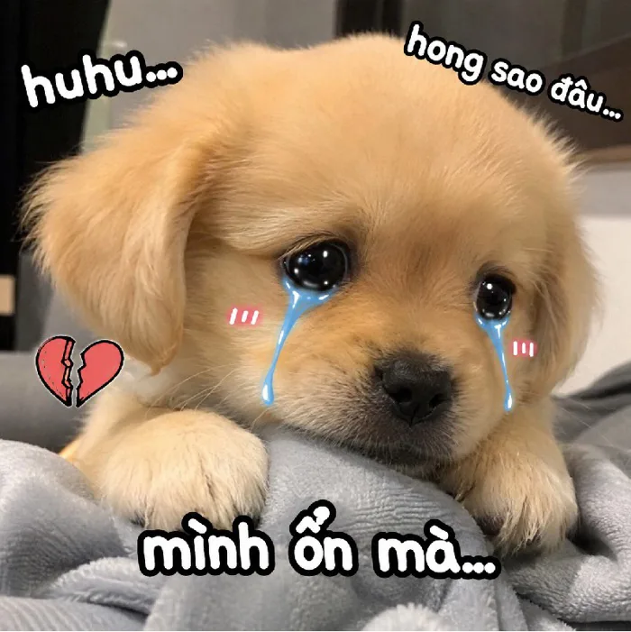 148+ Meme Chó Khóc, chó buồn cute u là trời nhìn là thương
