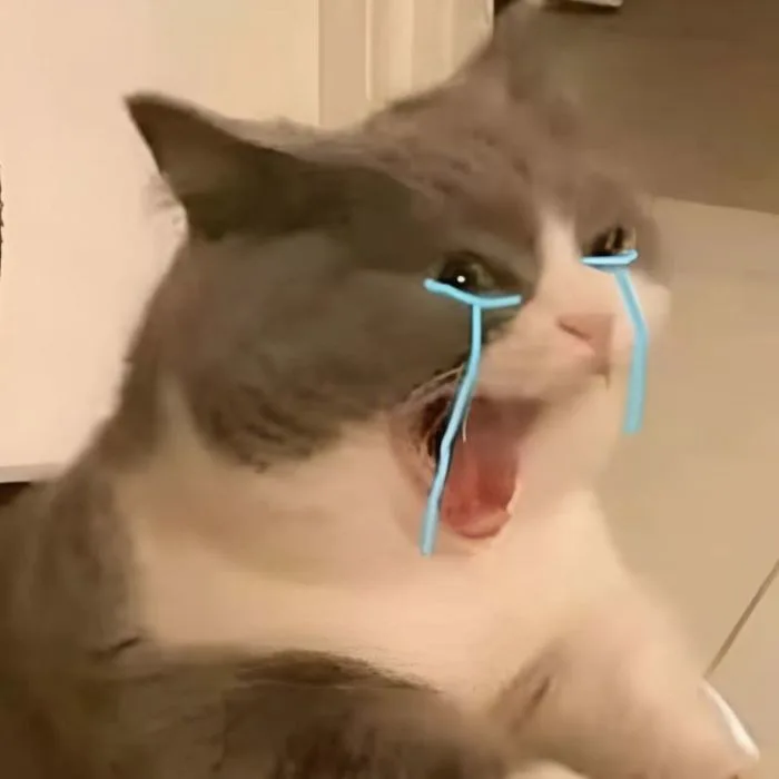 500+ meme mèo bựa, cute, khóc cười siêu vô tri hài hước cho các sen