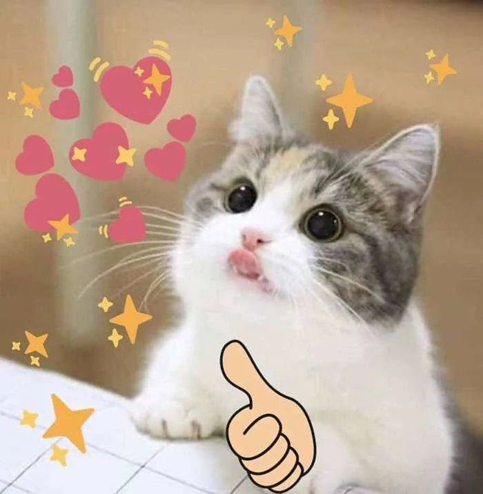 Meme Mèo Like Hài Hước Cực Dễ Thuơng [30+ Hình Chế Vui]
