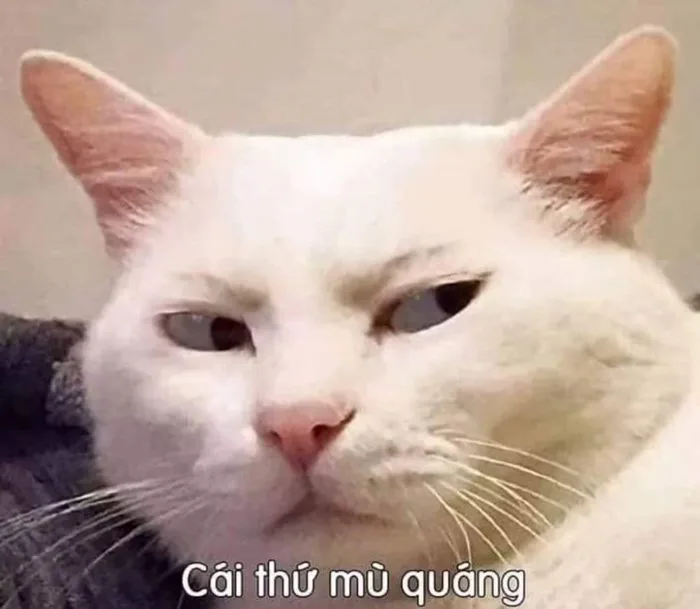 Lưu Ngay 1001+ Ảnh Meme Mèo Cute KHÔNG LỐI THOÁT | Yody