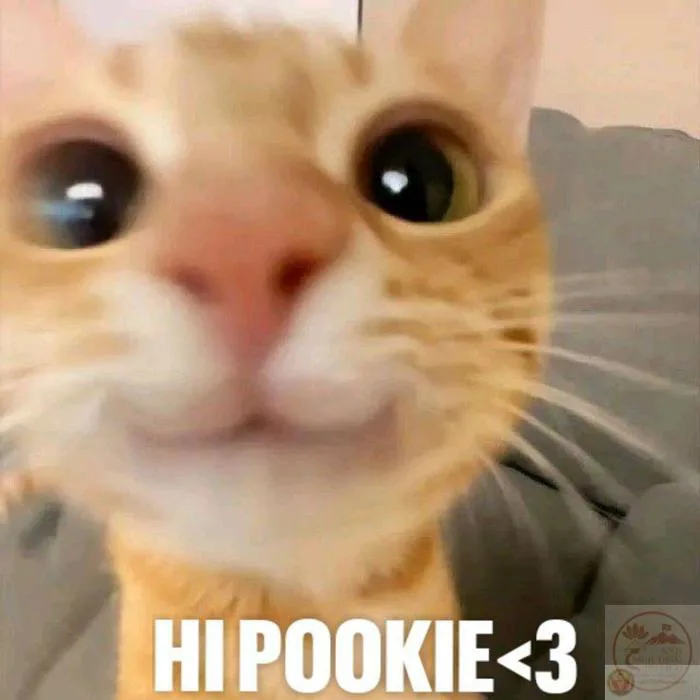 Meme xin chào: 130+ ảnh hello, “em chào đại ca” bá đạo