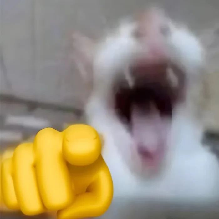 299+ Ảnh meme mèo HÀI HƯỚC, cực đáng yêu, cute, vui nhộn nhất