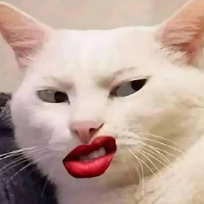 500+ meme mèo bựa, cute, khóc cười siêu vô tri hài hước cho các sen