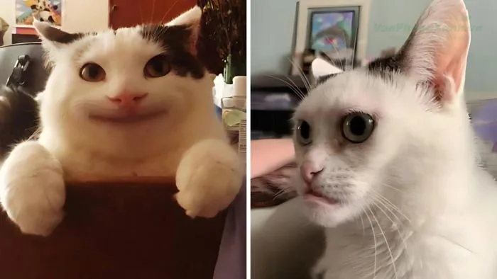 Tổng hợp meme mèo 