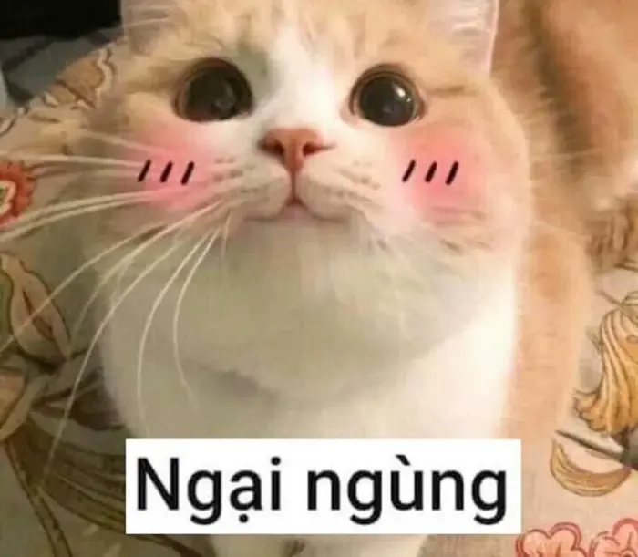 Cập nhật ảnh meme ngại hot nhất mạng xã hội hiện nay