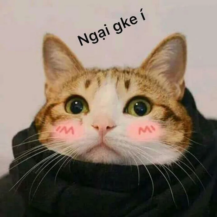 Meme Mèo Ngại Ngùng, Ngại Quá Cute [Ảnh Meme Mèo Năn Nỉ]