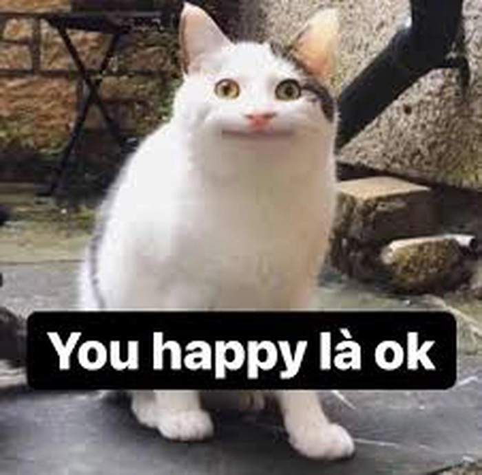 142+ Meme Mèo OK chất lừ bá đạo cười sặc cơm cả ngày