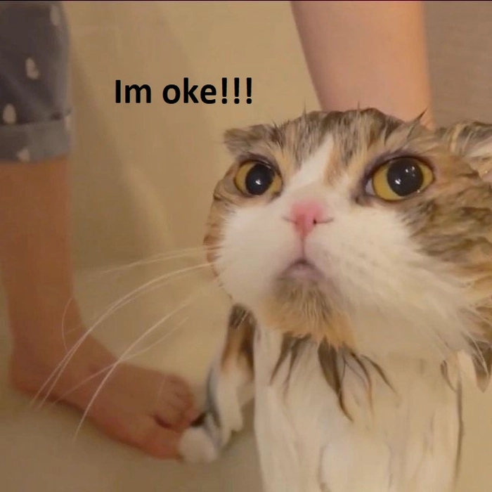 142+ Meme Mèo OK chất lừ bá đạo cười sặc cơm cả ngày