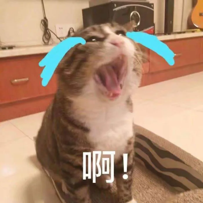 Silly Cats | Silly Cats Music | Ảnh mèo hài hước, Khung ảnh, Meme hài